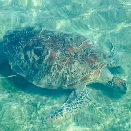 Follow Your Dreams Gili Air Exterior foto